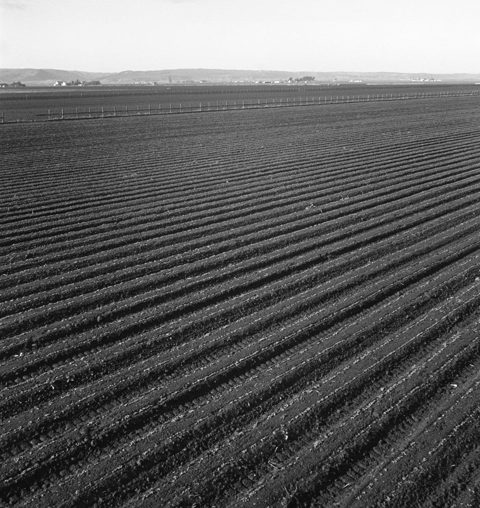 Commercial Farming in Salinas Valley, 1939 - Fine Art Print