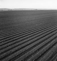Commercial Farming in Salinas Valley, 1939 - Fine Art Print