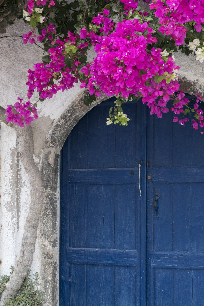 Greece Santorini Bougainvillea Blossom Fine Art Print by Brenda Tharp