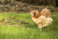Free-Ranging Salmon Faverolle Chicken Foraging Poster Print by Janet Horton