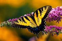 Male Tiger Swallowtail Butterfly Poster Print by Panoramic Images (19x12)