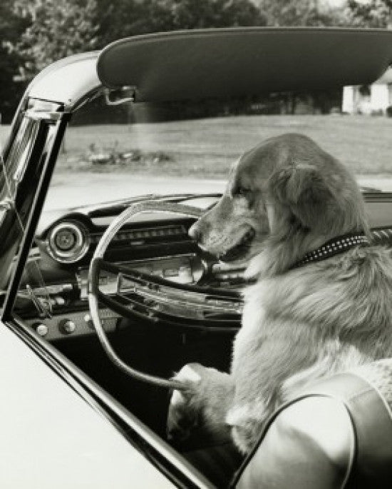 Golden Retriever in Convertible Car Fine Art Print