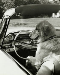 Golden Retriever in Convertible Car Fine Art Print