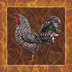 Rooster 3 Fine Art Print by Jeff Maraska (12x12)