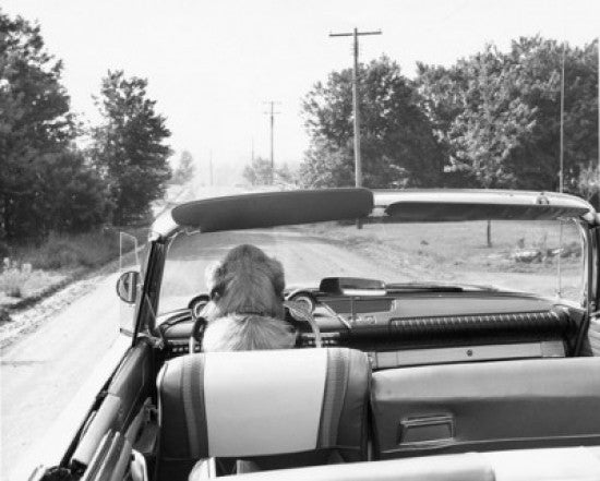 Dog Driving a Convertible Car Poster Print - Item # VARSAL25523187