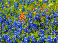 Bluebonnets and Indian Paintbrush Fine Art Print by Sylvia Gulin