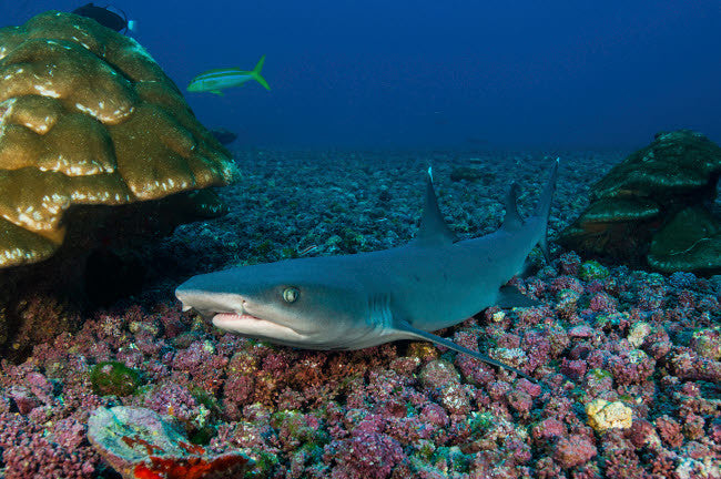 Resting Whitetip Reef Shark Fine Art Print by Mathieu Meur