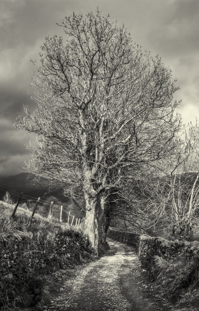 Leafless Tree Beside Country Lane in Lake District Art Print by Philip Payne