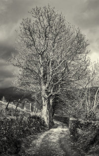 Leafless Tree Beside Country Lane in Lake District Art Print by Philip Payne