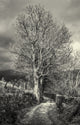 Leafless Tree Beside Country Lane in Lake District Art Print by Philip Payne