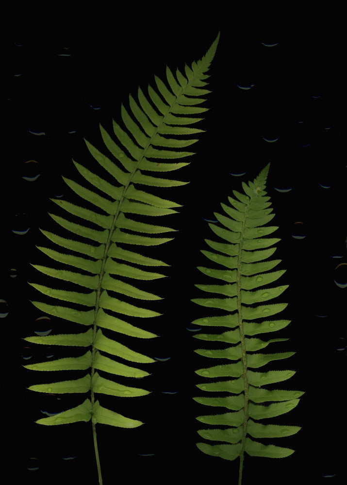 Fern Leaves with Water Droplets Fine Art Print