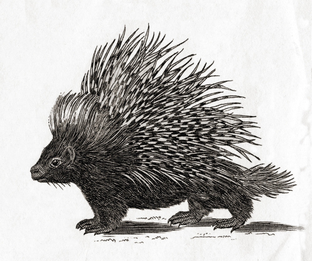 The Crested Porcupine Fine Art Print by Ken Welsh | 18th Century Artwork
