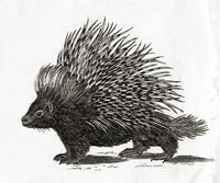 The Crested Porcupine Fine Art Print by Ken Welsh | 18th Century Artwork