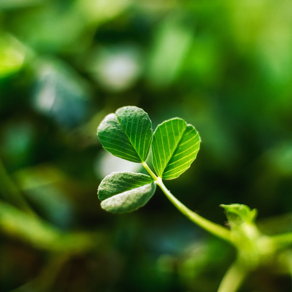 Single Leaf of Shamrock Fine Art Print by The Irish Image Collection