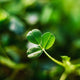 Single Leaf of Shamrock Fine Art Print by The Irish Image Collection