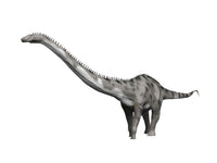 Diplodocus Hallorum Fine Art Print by Nobumichi Tamura