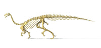Plateosaurus Dinosaur Skeleton 3D Rendering Poster Print