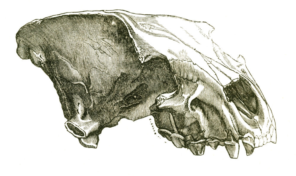 Cave Hyena Skull Fine Art Print by Science Source