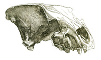 Cave Hyena Skull Fine Art Print by Science Source