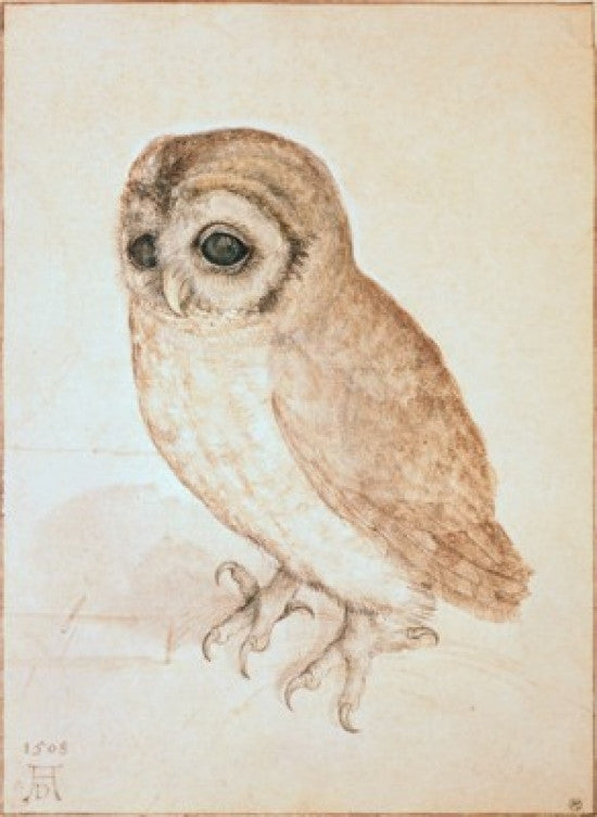 The Screech Owl Fine Art Print by Albrecht Durer - Multiple Sizes