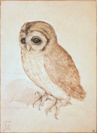 The Screech Owl Fine Art Print by Albrecht Durer - Multiple Sizes