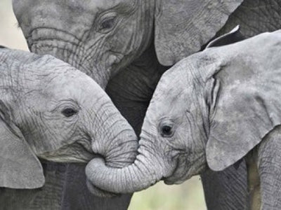 Elephants