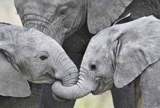 African Elephant Calves Holding Trunks Poster Print by Panoramic Images