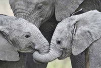 African Elephant Calves Holding Trunks Poster Print by Panoramic Images