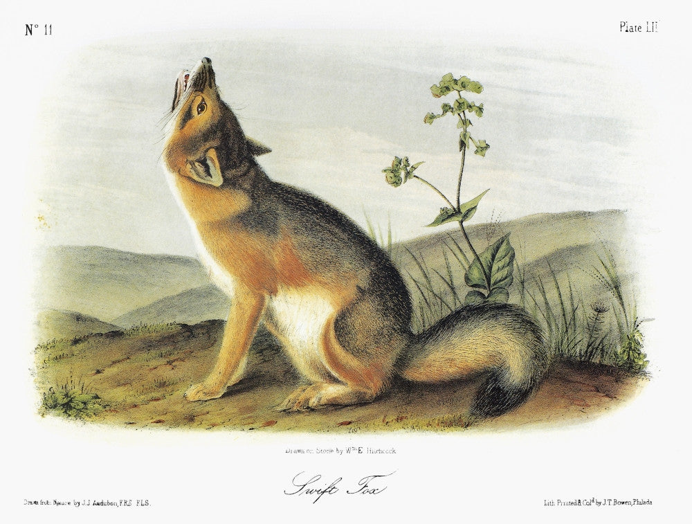 Audubon Swift Fox Fine Art Print - Vintage Lithograph