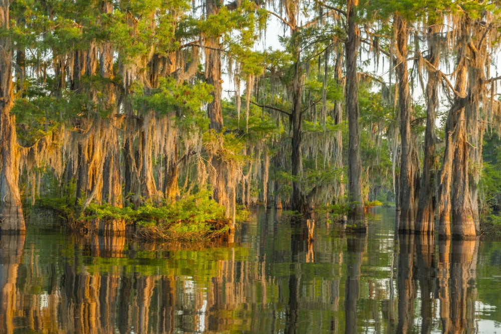 Atchafalaya National Wildlife Refuge Sunrise Fine Art Print by Jaynes Gallery