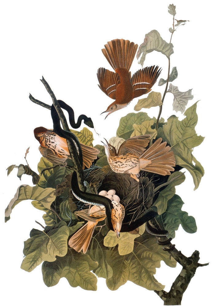 Audubon Brown Thrasher Fine Art Print from The Birds of America