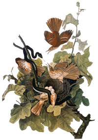 Audubon Brown Thrasher Fine Art Print from The Birds of America