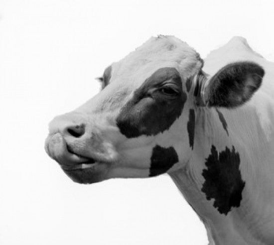 Dairy Cows Head Fine Art Print - Various Sizes Available