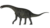 Jobaria Dinosaur Fine Art Print - White Background | Posterazzi