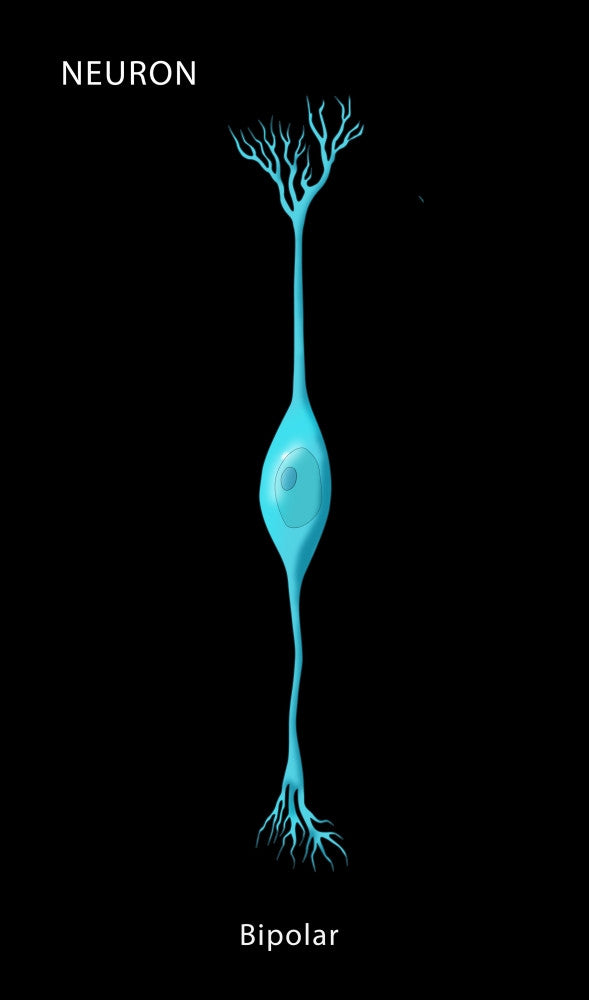 Bipolar Neuron Fine Art Print by Monica Schroeder