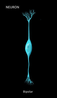 Bipolar Neuron Fine Art Print by Monica Schroeder