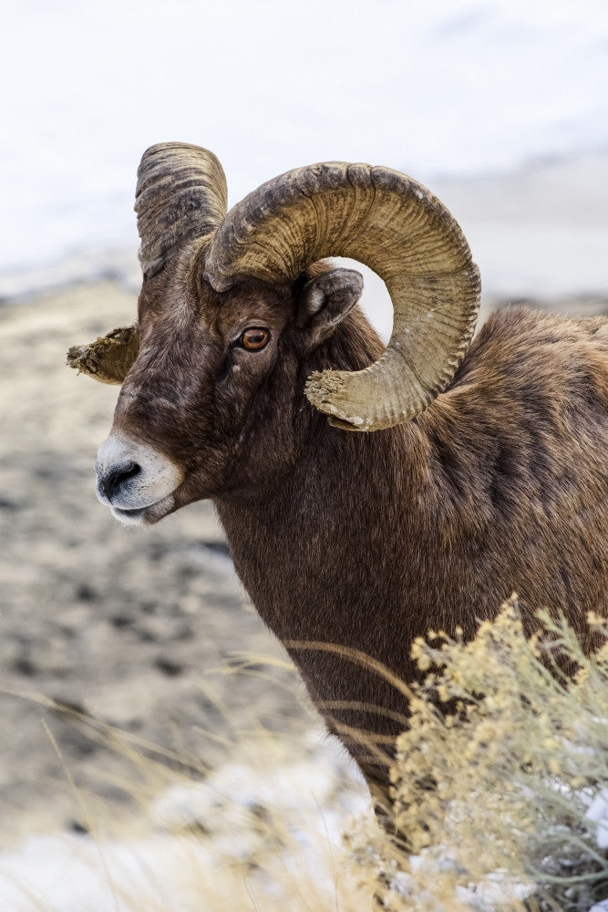 Close-Up of Bighorn Ram Fine Art Print by Kenneth Whitten