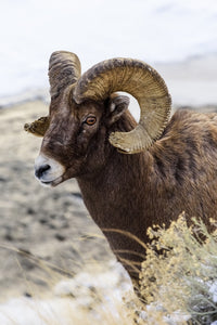 Close-Up of Bighorn Ram Fine Art Print by Kenneth Whitten