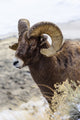 Close-Up of Bighorn Ram Fine Art Print by Kenneth Whitten