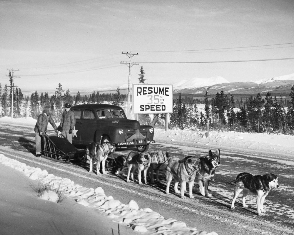 Alaska Dog Sled Scene from 1950 - Fine Art Print by Granger Collection