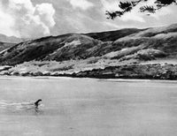 Loch Ness Monster 1934 Fine Art Print by Granger Collection