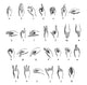 American Sign Language Alphabet Engraving - 19th Century Fine Art Print by Granger Collection