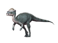 Acrotholus audeti Late Cretaceous Fine Art Print