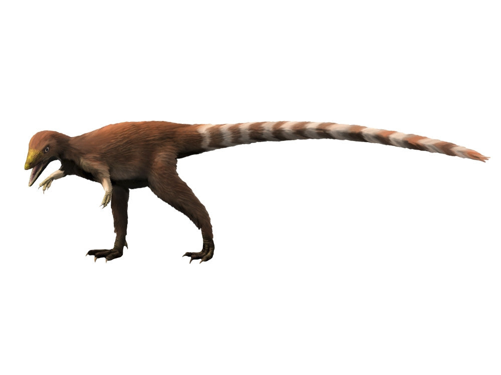 Sinosauropteryx Dinosaur Fine Art Print on White Background