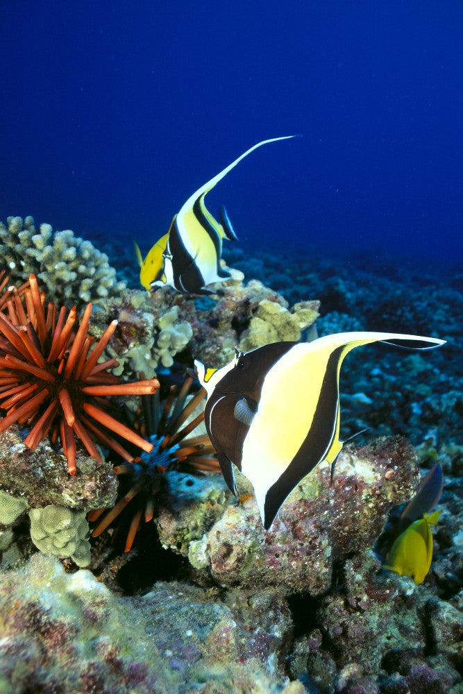Hawaiian Reef Scene Fine Art Print - Moorish Idol & Sea Urchin