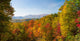 Trees in a Forest Fine Art Print - Roaring Fork Motor Nature Trail, Great Smoky Mountains