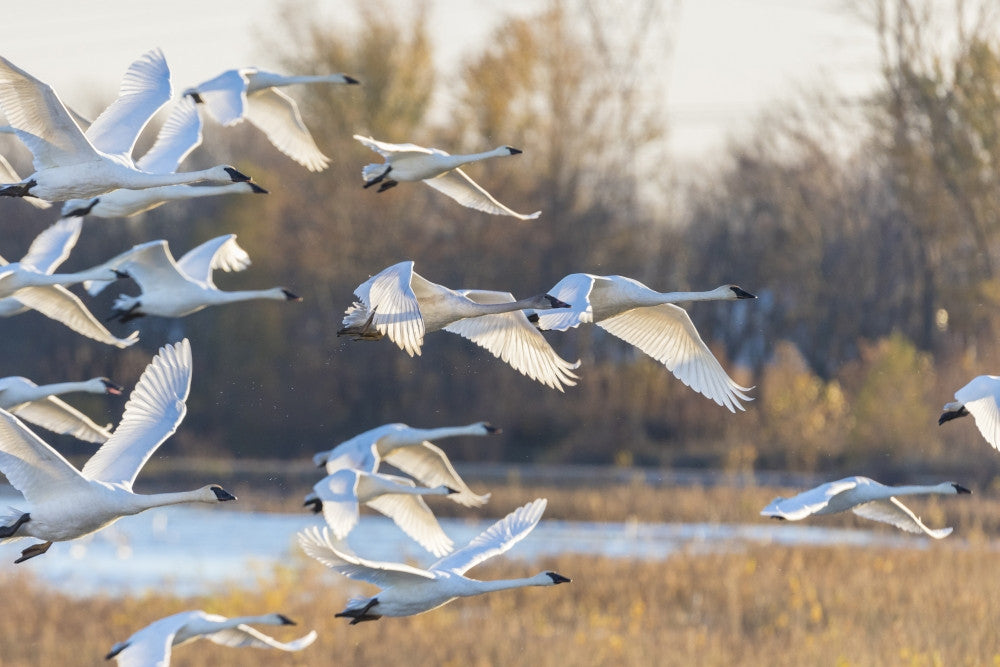 Trumpeter Swans Taking Off Fine Art Print by Richard & Susan Day