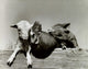 Portrait of Farm Animals Fine Art Print - Multiple Sizes