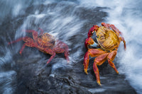 Sally Lightfoot Crabs Poster Print by Nick Dale | Galapagos Islands