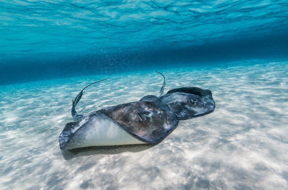 Southern Stingrays on the Sandbar Art Print by Jennifer Idol